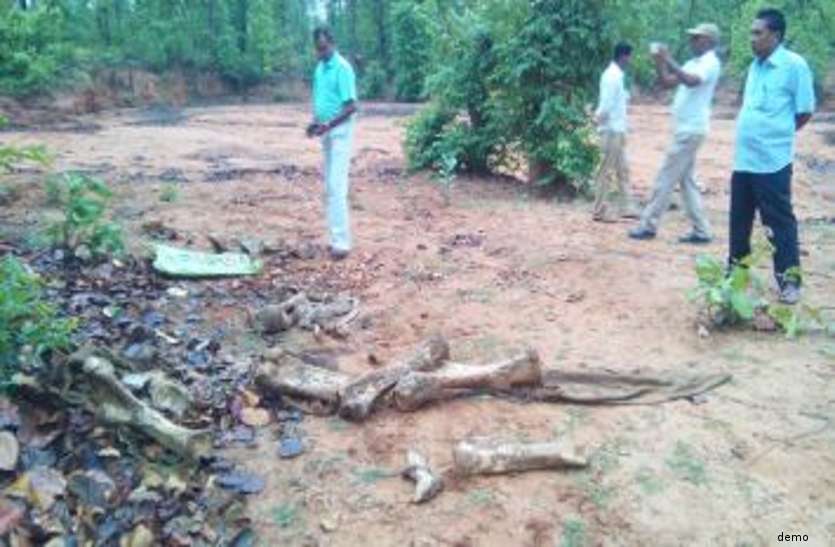 animal smuggling जंगली जानवरों की हड्डियों के टुकड़ों से साथ बरामद हुए ये हथियार, 10 तस्करों को किया गिरफ्तार