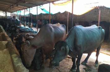 Milk is being pretended in Karnal करनाल में बहाना पड़ रहा दूध