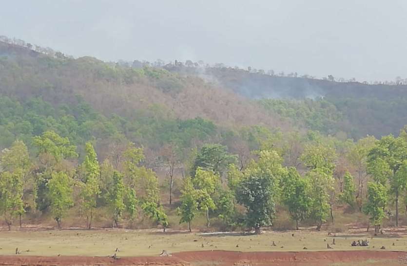 Harvesting of green trees in the forest areas of Dhimarkhedra, Vgarh ढीमरखेड़ा, विजयराघवगढ़ के वनक्षेत्रों में हो रही हरे भरे वृक्षों की कटाई
