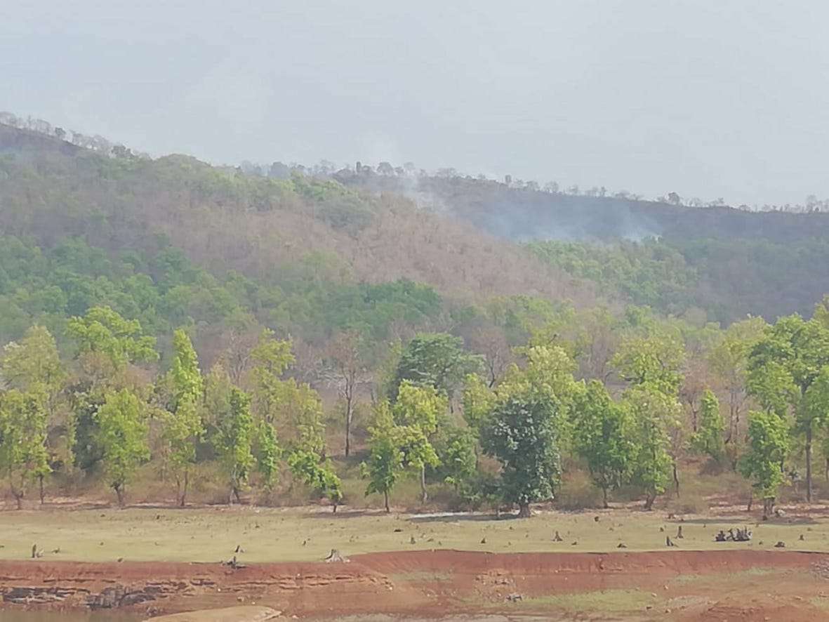 mp forest department