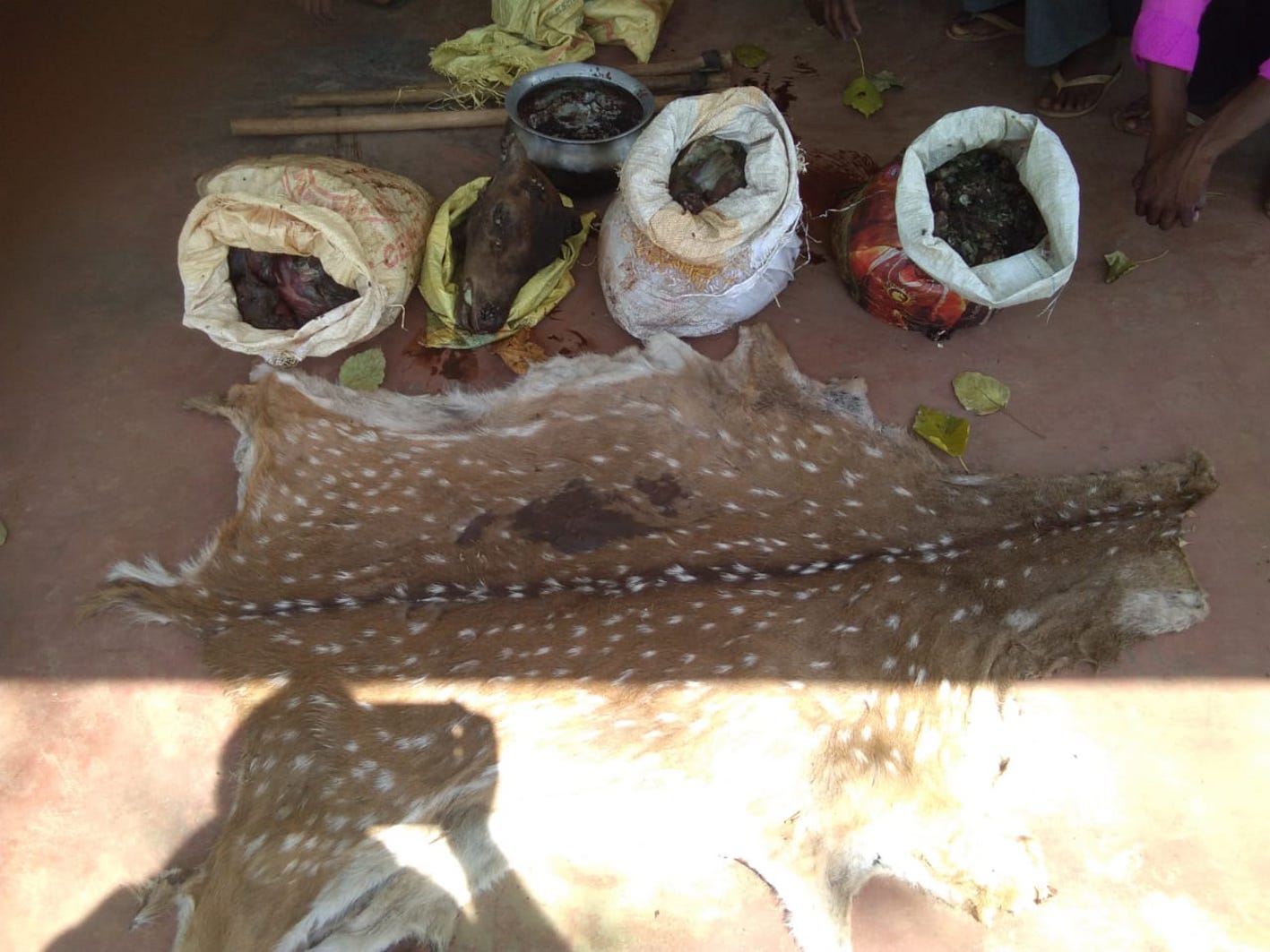 Chhatal's victim, 9 accused arrested नर चीतल का किया शिकार, नौ आरोपी गिरफ्तार