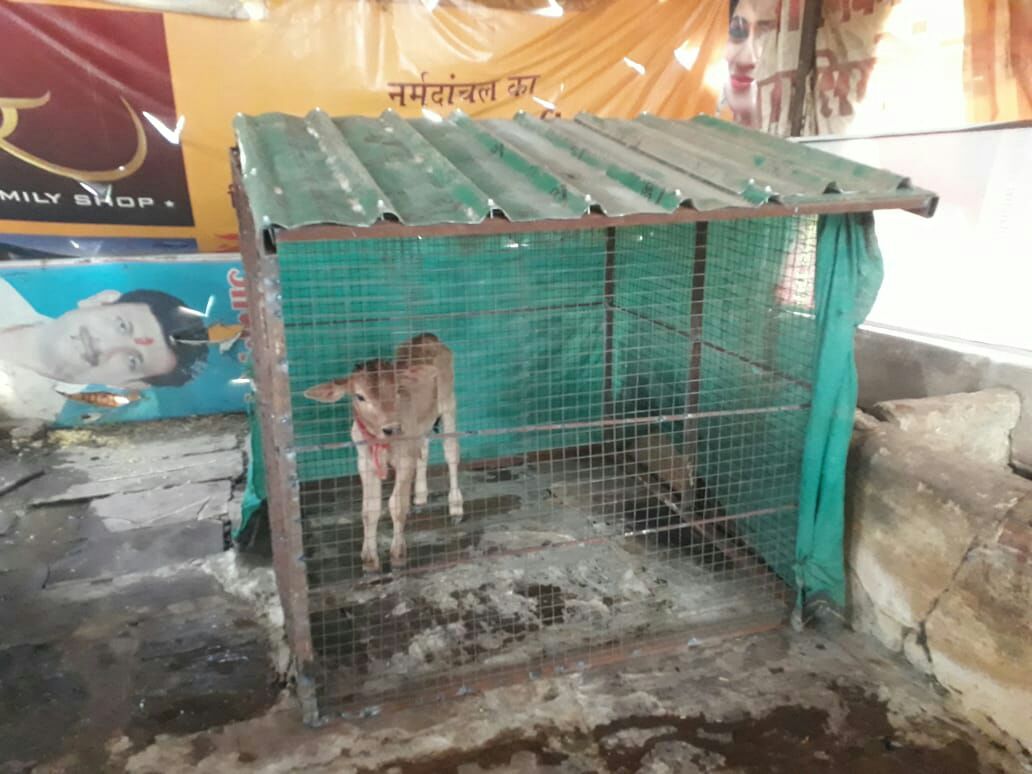 hoshangabad, nagarpalika, dogs attack, cow calves, पिंजरे में कैद बछड़े, घरों में सिमटे बच्चे