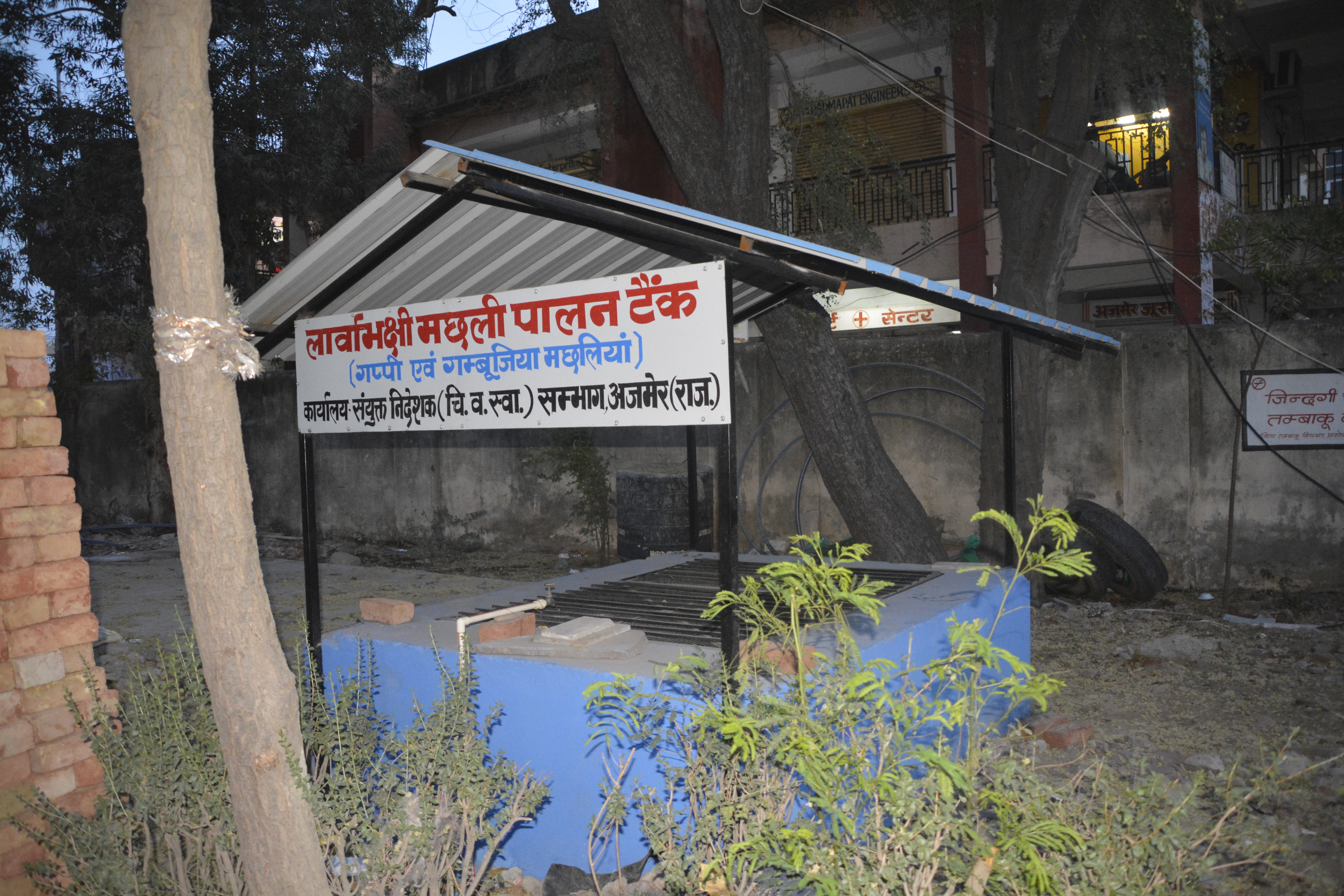 gambushiya fish in haichriese लार्वा पर शिकंजा रखने के लिए पाली जा रही गम्बूशिया मछलियां