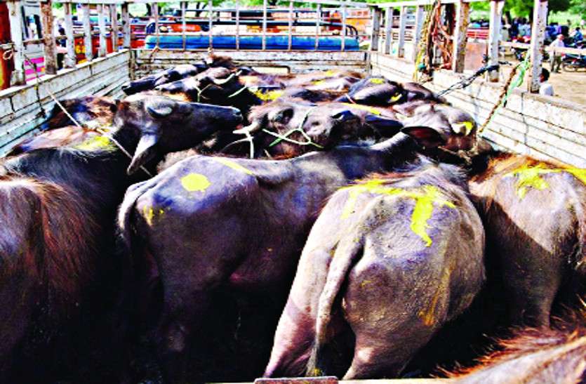 Illegal recovery from farmers carrying cattle मवेशी खरीदकर ले जाने वाले किसानों से हो रही अवैध वसूली
