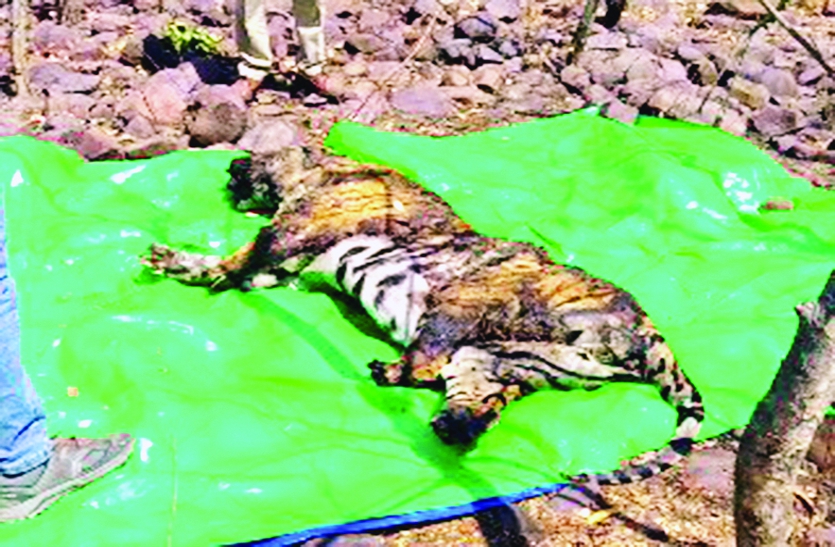 Tiger बाघ के पंजे, पूंछ-मूंछ और दांत काट ले गए तस्कर, पांच दिन तक वन अमला रहा बेखबर
