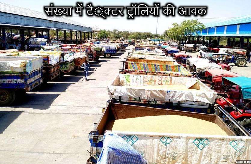 52 bigha mandi, shortened from the bumper arrivals बंपर आवक से छोटी पड़ी 52 बीघा की मंडी