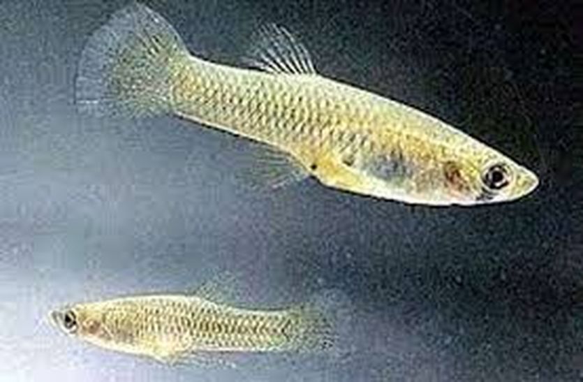Ajmer fishes to digest pali larvae पाली के लार्वा को हजम करेगी अजमेर की मछलियां