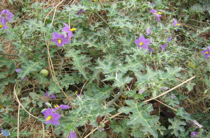 ayurvedic plant कंटकारी का काढ़ा पीने से ये बीमारियां रहेगी दूर