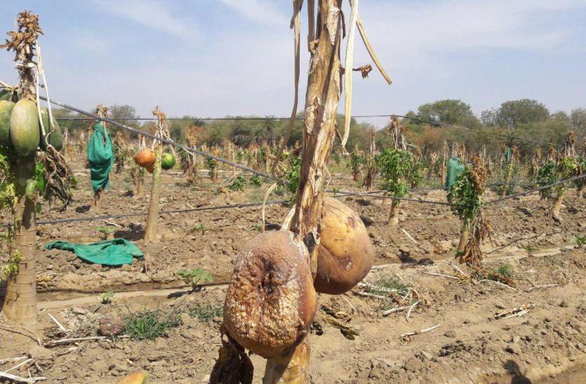 Fry water on farmers' hard work in bhilwara किसानों की मेहनत पर फिरा पानी
