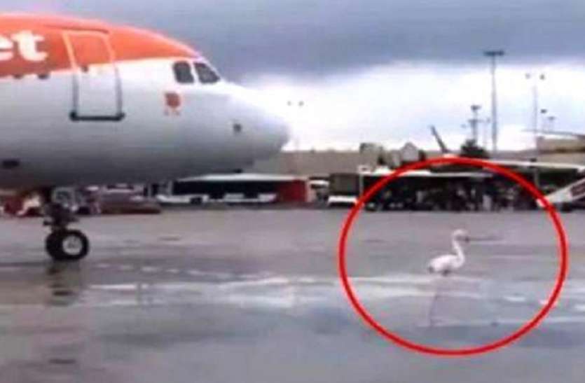 flamingo इस देश में टला बड़ा विमान हादसा पायलट की सूझबूझ से बची सभी यात्रियों की जान, वीडियो में देखें क्या था पूरा मामला