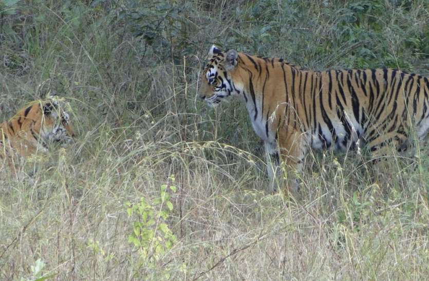 panna tiger reserve पन्ना टाइगर रिजर्व में 16 अप्रेल को मनाया जाएगा बाघ का जन्मदिन, तैयारियों में जुटा प्रबंधन