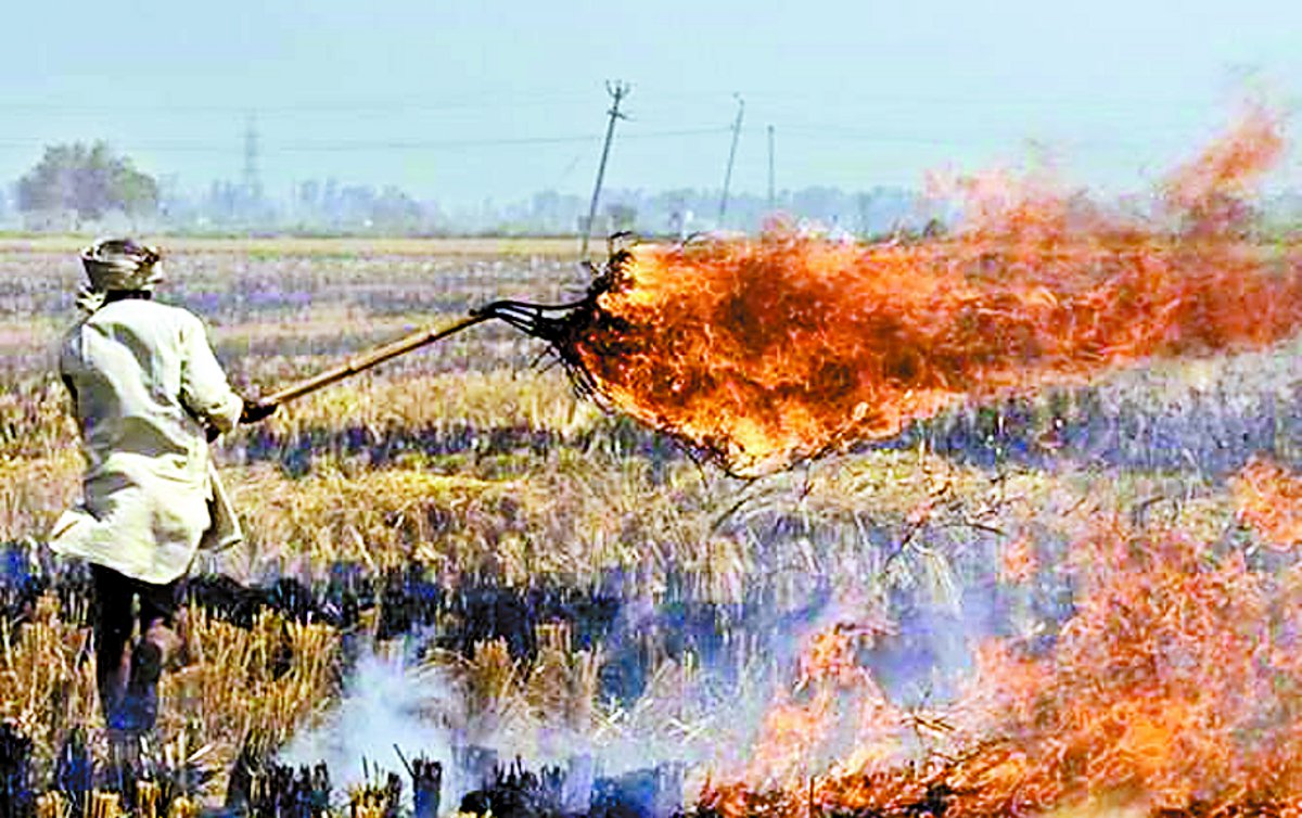 Ban on the National Green Tribunal प्रतिबंध के बाद भी खेतों में जल रही नरवाई