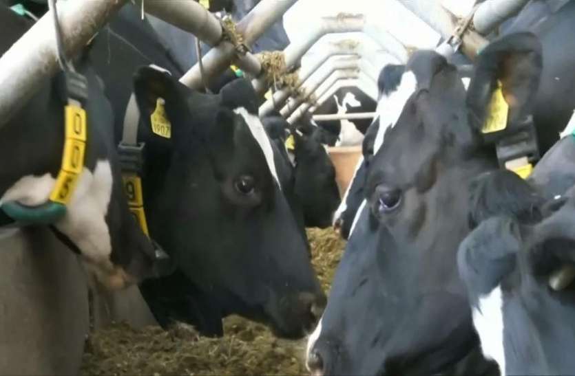 england cow इस देश में इंसान नहीं बल्कि गाय कर रही हैं 5जी इंटरनेट का इस्तेमाल....जाने क्या है पूरा मामला