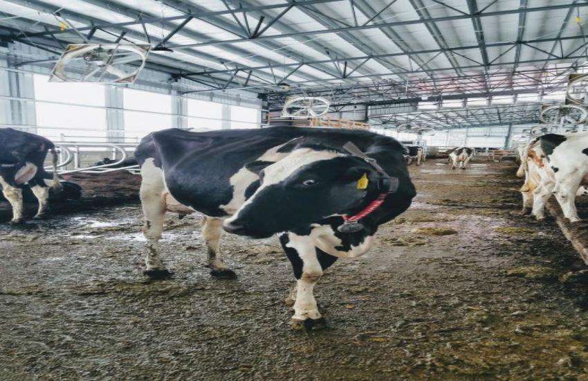 cow