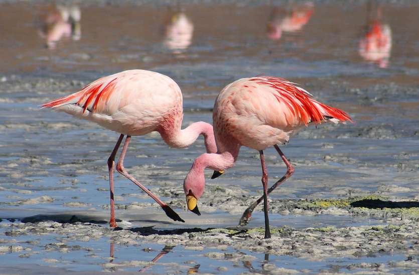 mumbai, flamingo, thane, birds, pollution, garbage मुंबई का प्रदूषण इस प्रजाति के पक्षियों के लिए मुफीद