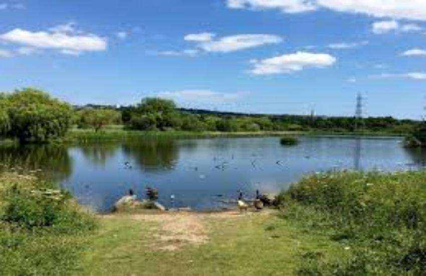 pond
