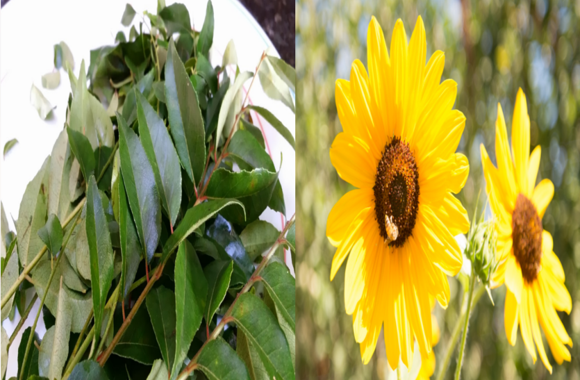 learn-about-the-benefits-of-sweet-neem-and-sunflower जानें मीठी नीम व सूरजमुखी के फायदों के बारे मेंं