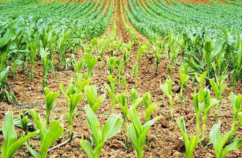 Agri Sector खेती करने का शौक रखते हैं तो एग्री सेक्टर में बना सकते हैं कॅरियर