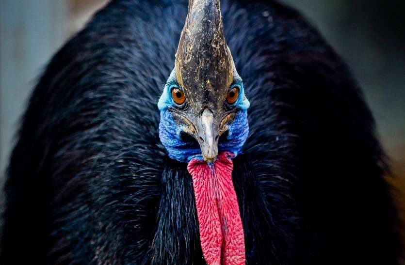 florida man killed by extremely dangerous bird cassowary दुनिया की सबसे 'खतरनाक चिड़िया' ने ली अपने मालिक की जान, लोग हुए हैरान