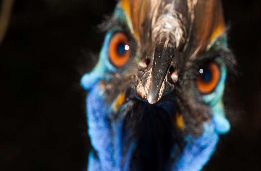 Cassowaries