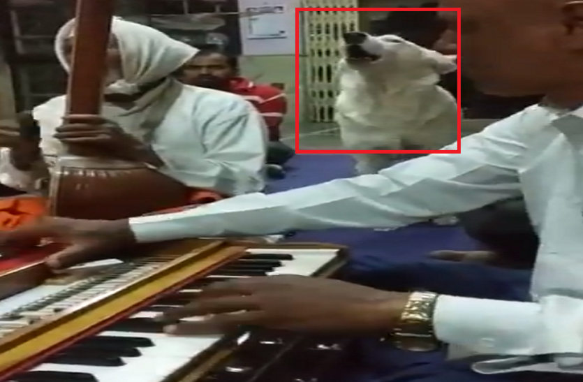 dog ये डॉगी मंदिर में इंसानों की तरह गाता है भजन-कीर्तन, बटोर रहा है लोगों की तारीफ वीडियो हुआ वायरल