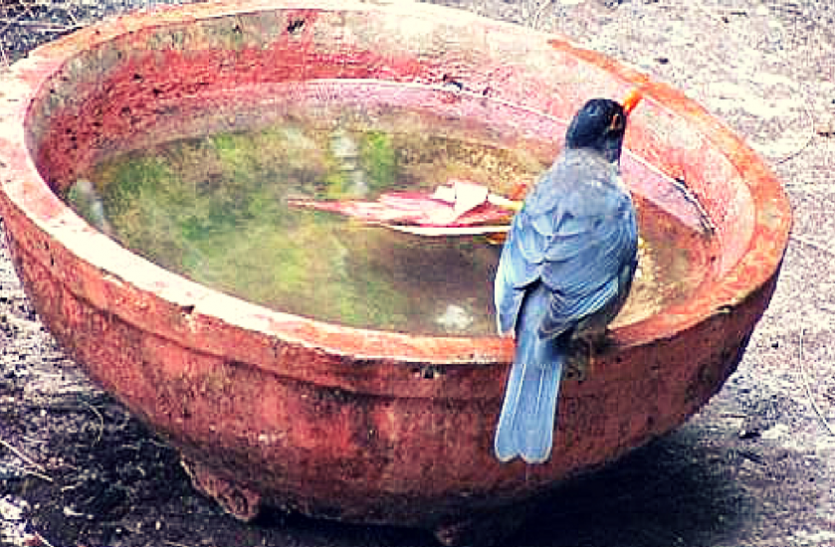 seoni इंसान और पक्षियों की प्यास बुझाने कर रहे प्रयास