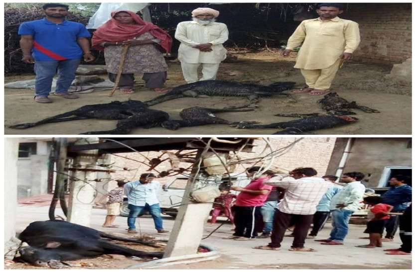 Dogs killed कुत्तों ने बकरियों को नोचकर मार डाला, सांड की करंट से मौत