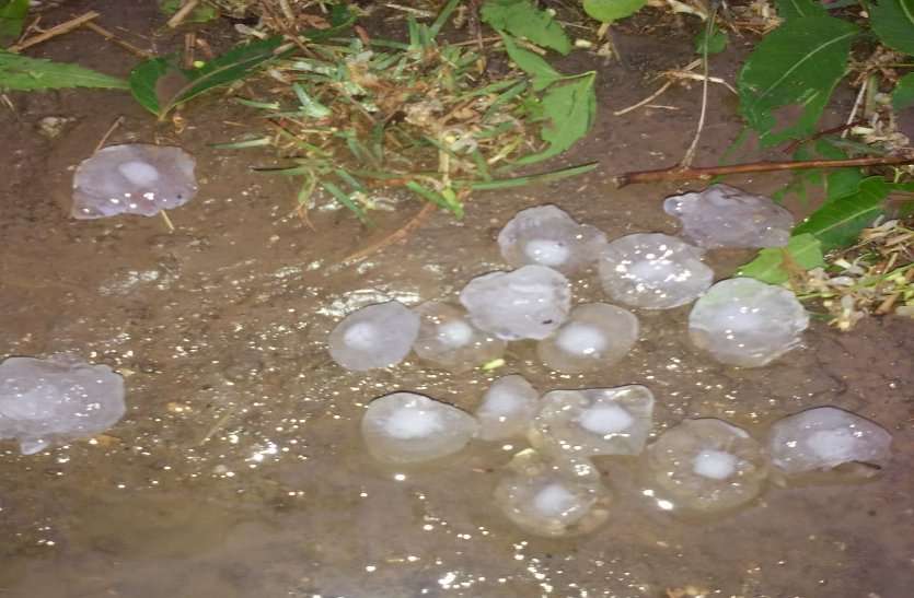 crops damage Crops Damage: फसल खराबे के आकलन की सरकार ने मांगी रिपोर्ट