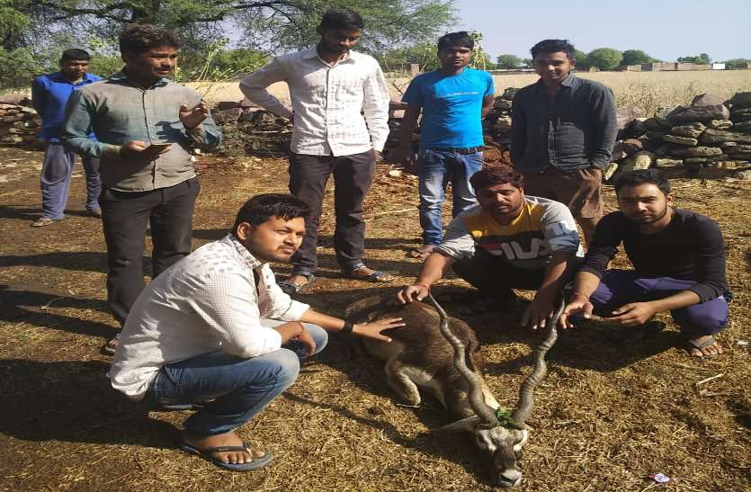 baran श्वानों ने किया हमला, हरिण की मौत