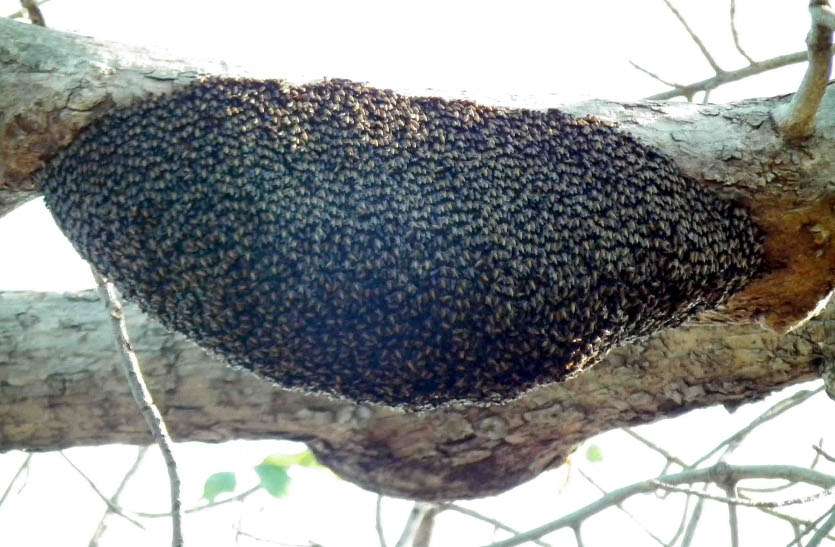 baran मधुमख्खियों के हमले में आधा दर्जन घायल