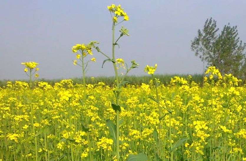 No registration of farmers on Holi festival होली त्योहार पर नहीं होगा किसानों का पंजीयन