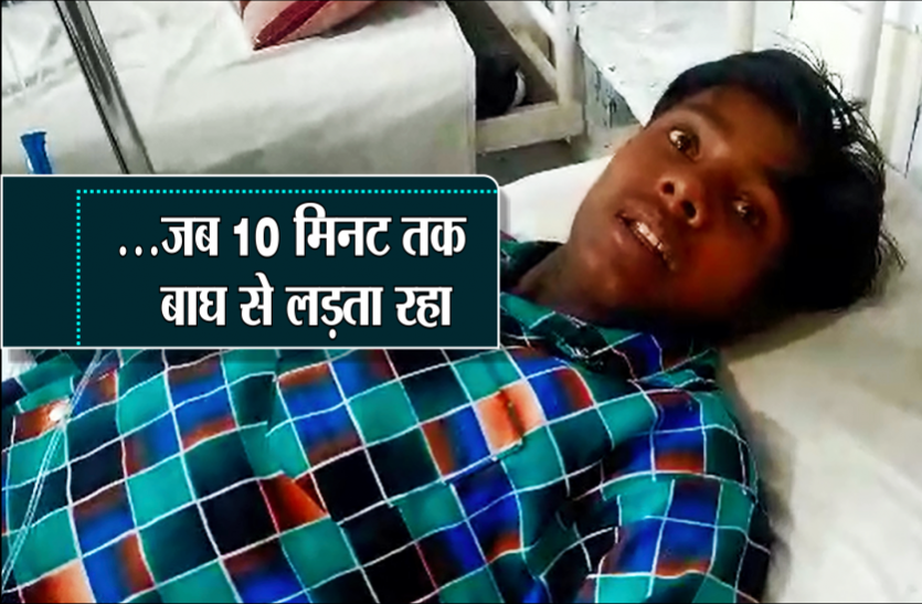 tiger attack, bhopal 10 मिनट में बाघ ने 4 बार किया हमला, फिर चार साथियों की तरकीब आई काम और बची सुनील की जान