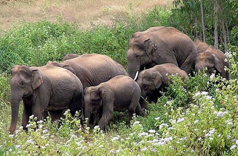 More than 40 elephants that reached near Jajagad village उत्पाद मचाने वाली हाथियां, पर्यटकों को कराएंगी सफारी