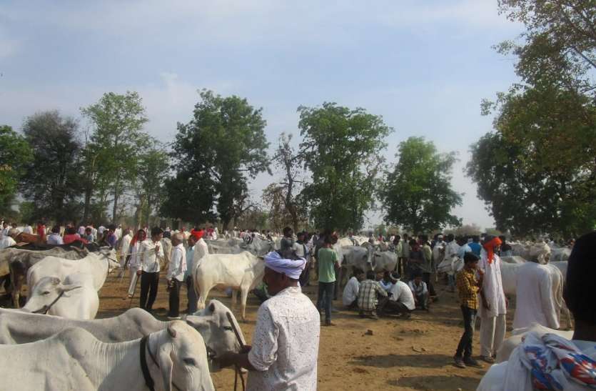 taskari मोहगांव मवेशी बाजार से हो रही तस्करी