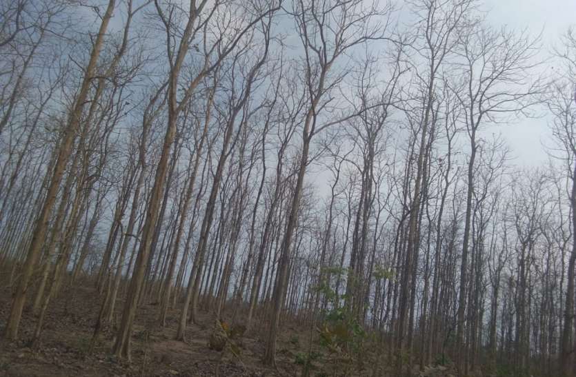 gyapan मिश्रित वन लगाने की मांग सीएम को सौंपा ज्ञापन