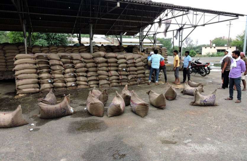 Dropped water in the crops, farmer unfit फसलों में गिरी आफत, किसान बेहाल