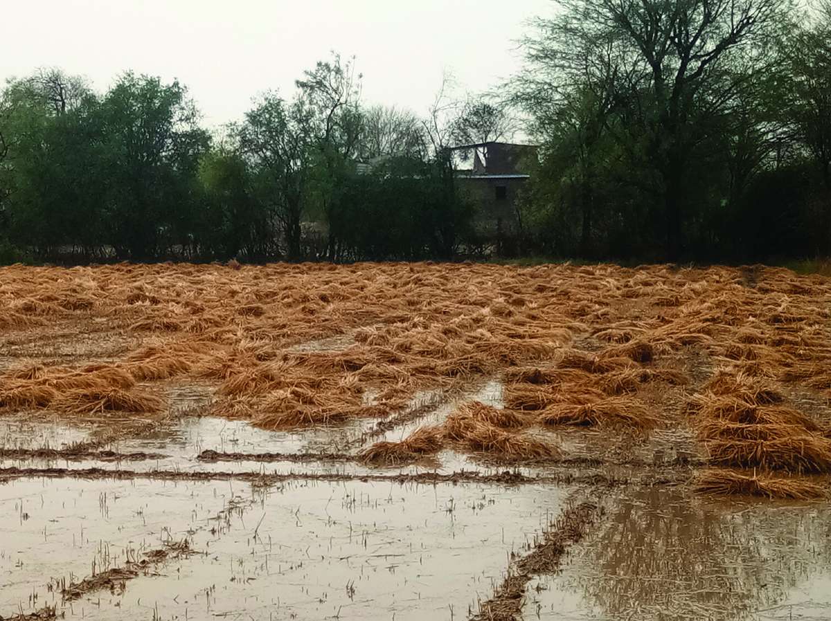 With rain and strong winds, hundreds of trees in the Railmagara area