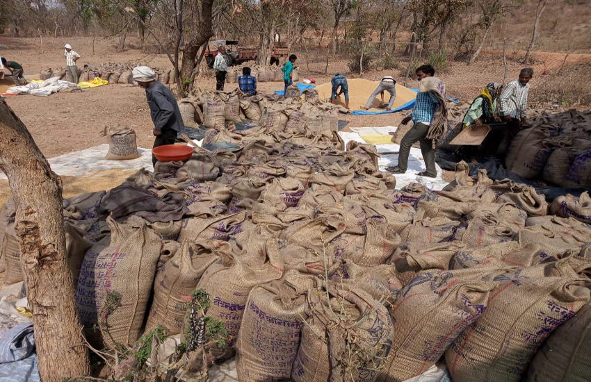 8 thousand 737 metric tonnes of wheat procurement, 60 percent out side 8 हजार 737 मीट्रिक टन गेहूं की हुई खरीदी, 60 फीसदी बाहर पड़ा