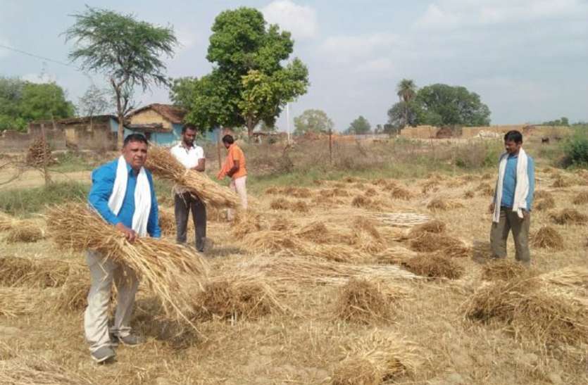 weather alert: Rainfall caused heavy loss to farmers मौसम की मार: झमाझम बारिश से किसानों को हुआ भारी नुकसान, गेहूं की फसल बर्बाद