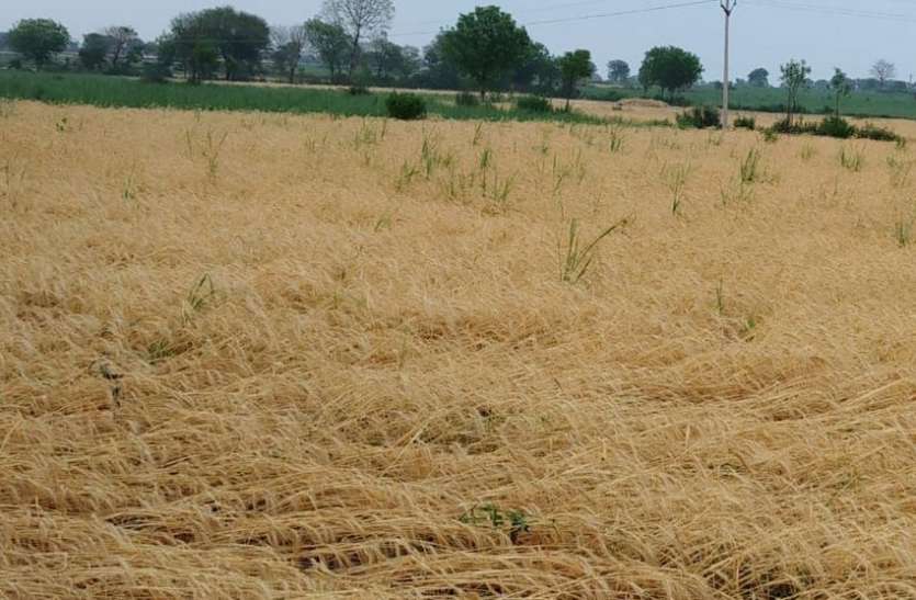 crop damage खेतों में रखी फसल भीगी, खड़ी फसल गिर गई