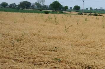 Thunderstorm in Barmer, Rain in Rajasthan, crop damage due to rain तेजगर्जना के साथ बारिश, खेतों में खड़ी व खलिहानों में रखी फसल बर्बाद, किसानों की मेहनत पर फिरा पानी