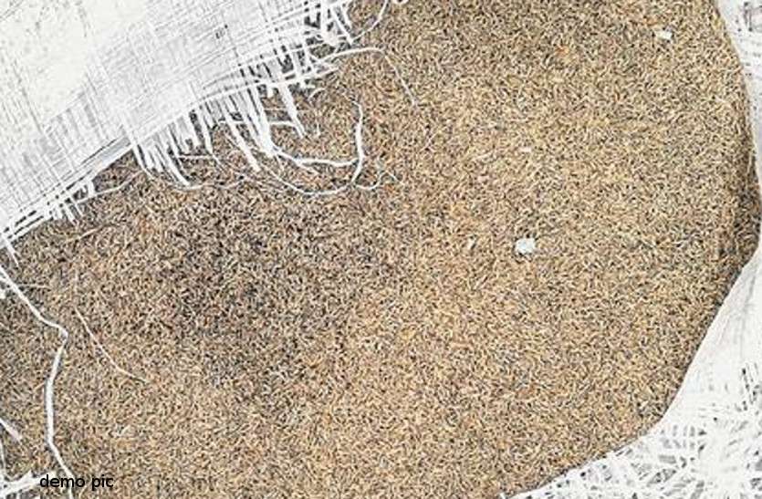 fake cumin अब यहां से पकड़ी नकली जीरा की फैक्ट्री, 300 बोरी मिली, ऐसे बना रहे थे