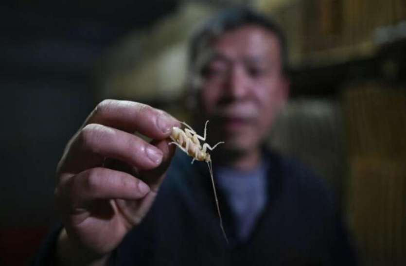 cockroach farming अनाज नहीं बल्कि खाने के लिए कीड़े तैयार करता है ये किसान, इनसे करता है मोटी कमाई