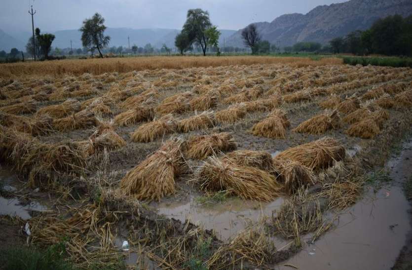 Rain and wet weather crop swim wheat आफत की बरसात और ओले