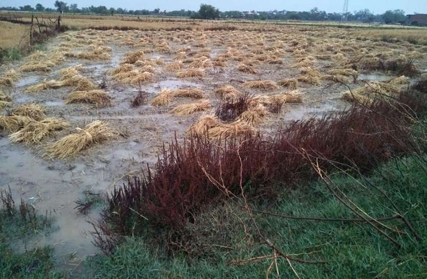 bharatpur जिलेभर में दूसरे दिन भी बरसात, गेहूं की फसल को नुकसान