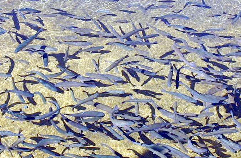 Bigest Hatchery center in MP यहां बनेगा प्रदेश का सबसे बड़ा हैचरी सेंटर