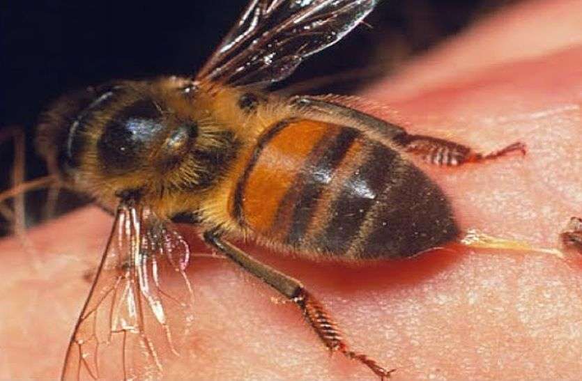 Honeybies bite groom and bridgroom मधुमक्खियों के हमले में दूल्हा-दुल्हन घायल