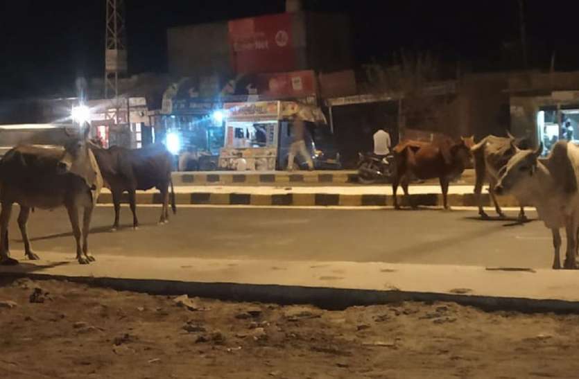 jaisalmer आवारा पशु दे रहे हादसे को न्यौता