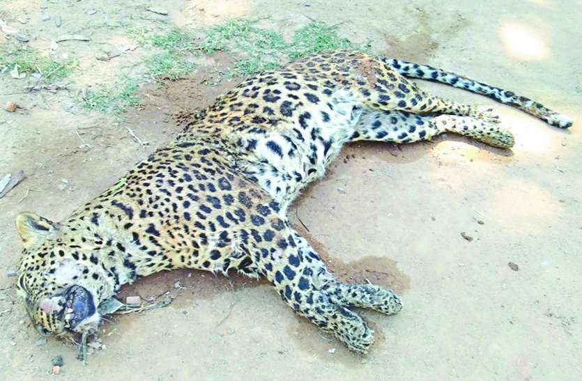 leopard
