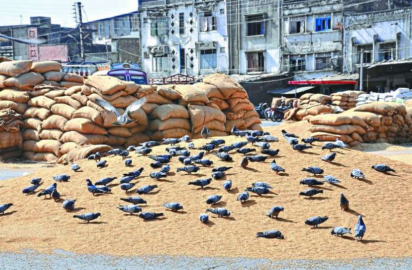 mandi सरकार को गेहूं बेचने में डर रहे अन्नदाता, जानिए क्या है मामला